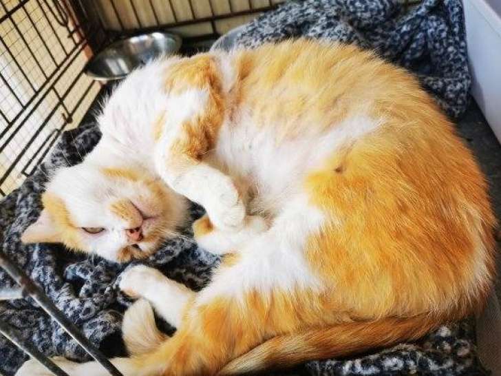 Kiwi, joli chat roux et blanc à adopter