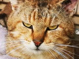 Thefout, chat tigré à adoper