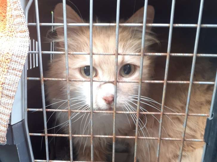 Charly, beau chat de 8 ans à adopter