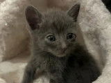 À adopter : chaton mâle Chartreux gris