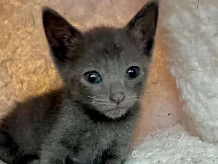 Disponible à l'adoption : chatonne Chartreuse grise