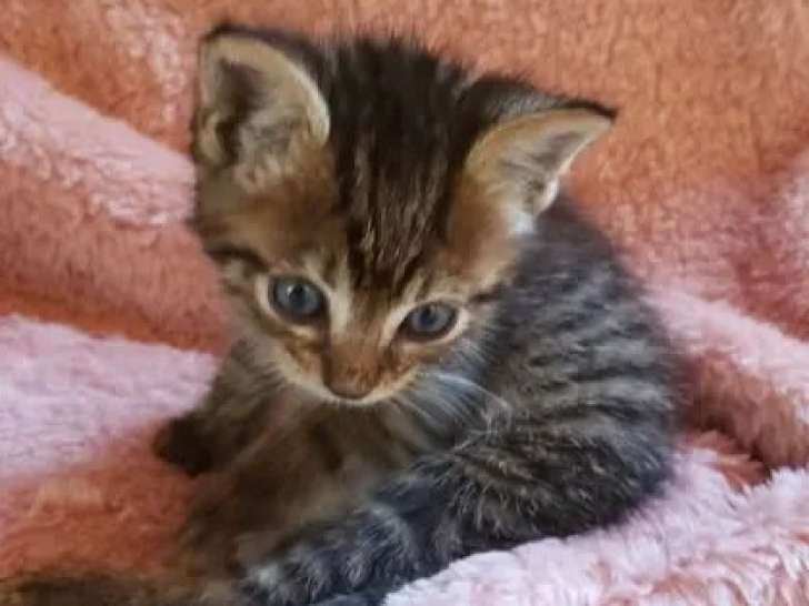 En attente d'adoption : chaton femelle d'un mois