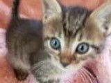 En attente d'adoption : chaton femelle d'un mois