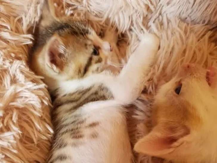 Prêt pour l'adoption : chaton mâle tigré blanc