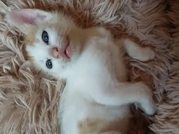 En attente d'une famille : chaton mâle d'un mois