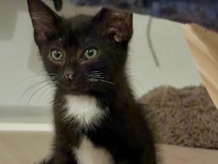 À accueillir : chaton mâle noir