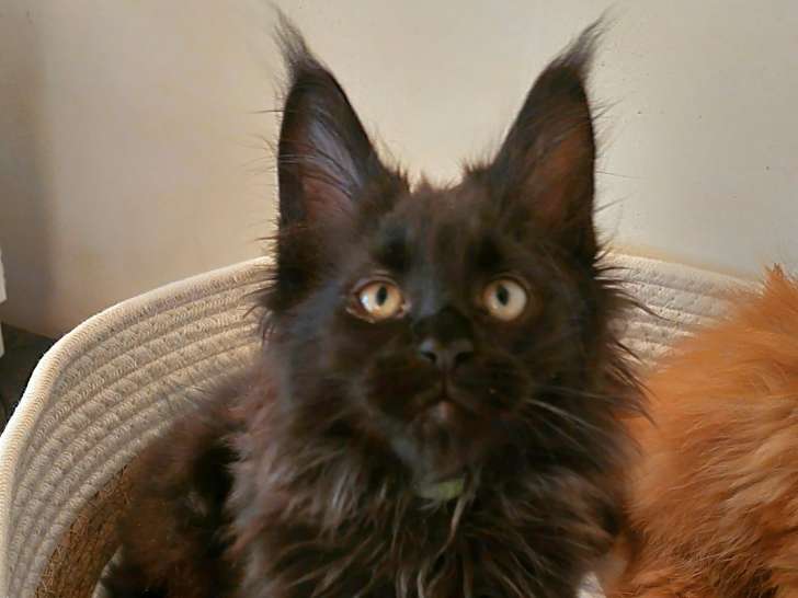 Portee de 6 Maine Coon à vendre