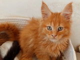 Portee de 6 Maine Coon à vendre