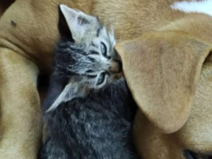 En quête d'un foyer : chatonne de 2 mois