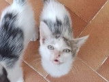 Adoption disponible : chaton femelle gris et blanc