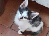 À la recherche d'un foyer : chaton femelle de 2 mois
