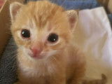 Chaton femelle tigré roux à adopter
