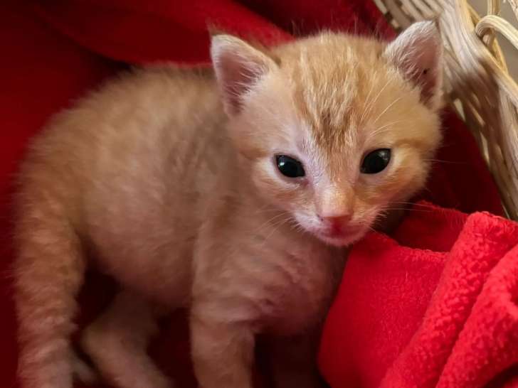 Chaton femelle tigré roux à adopter