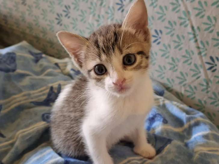 Chatonne d’un mois disponible à l'adoption