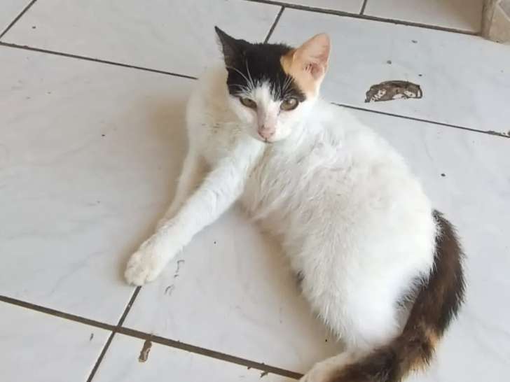 Chatte tricolore en attente d'adoption
