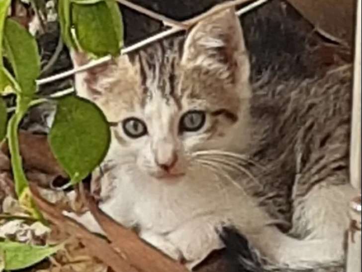 Chatte tricolore en attente d'adoption