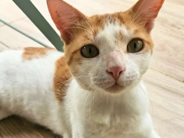 Chat roux et blanc en attente d'un foyer