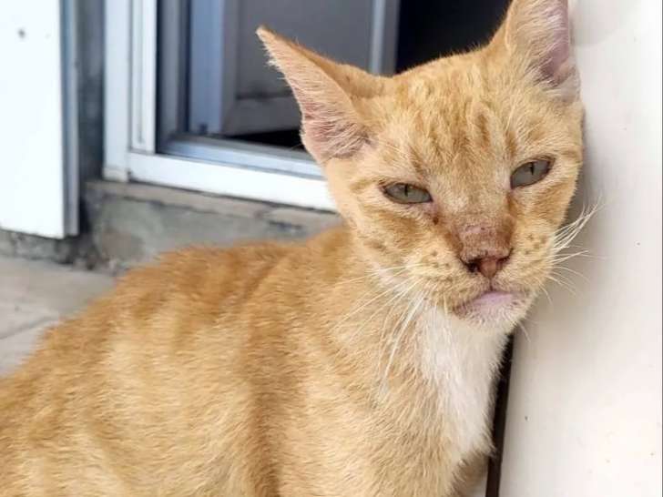 Chat de 5 ans à accueillir