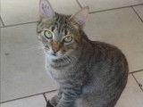 Adoption disponible : chatte tigrée