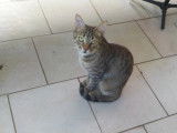 Adoption disponible : chatte tigrée
