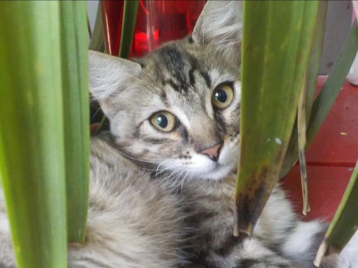 Chaton femelle de 4 mois à la recherche d'un foyer