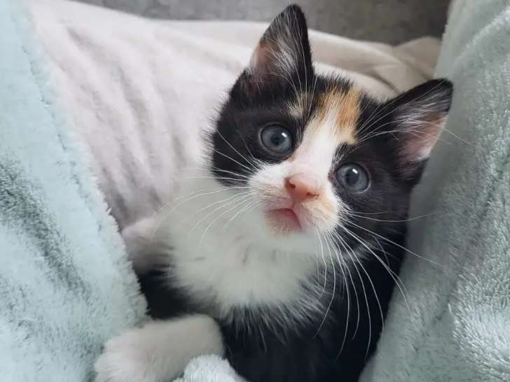 Disponible à l'adoption, chaton femelle tricolore