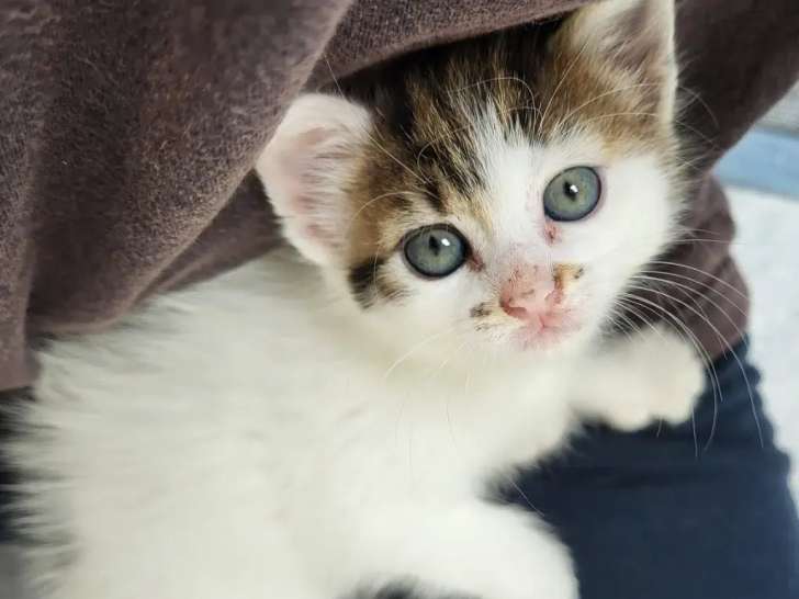 En attente d'adoption, chatonne d'un mois