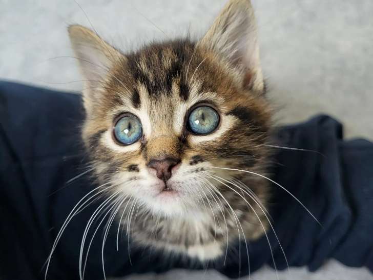 Prêt pour l’adoption, chaton femelle tigré