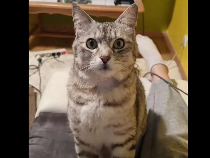 En attente d'un foyer, chat tigré gris