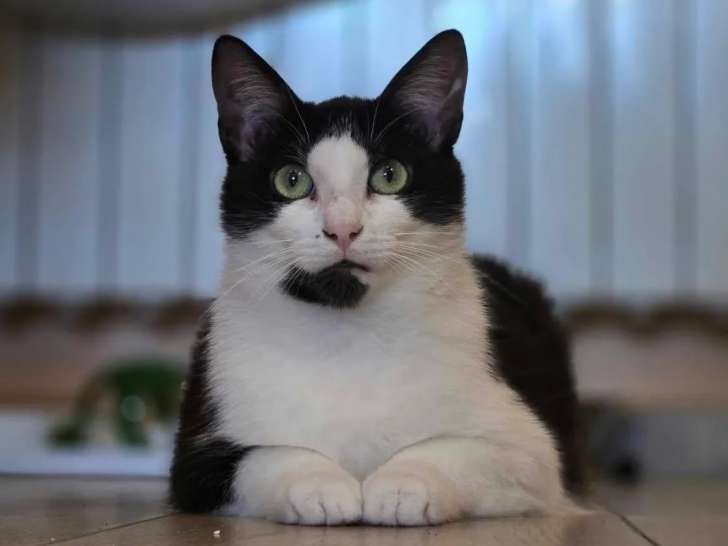 À accueillir, chat noir et blanc