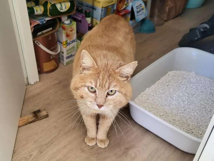 En quête d'un foyer, chat roux