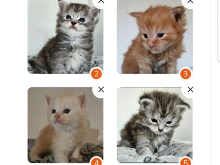 Chatons Maine Coon LOOF à vendre