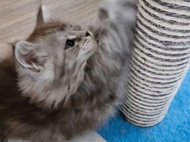 Chatons Maine Coon LOOF à vendre