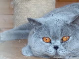 Magnifique British Shortair bleu disponible pour saillie