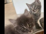 À adopter : 2 chatons femelles d'un mois