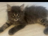 À adopter : 2 chatons femelles d'un mois