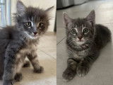 À adopter : 2 chatons femelles d'un mois