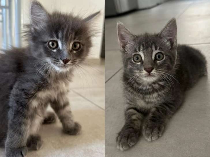 À adopter : 2 chatons femelles d'un mois