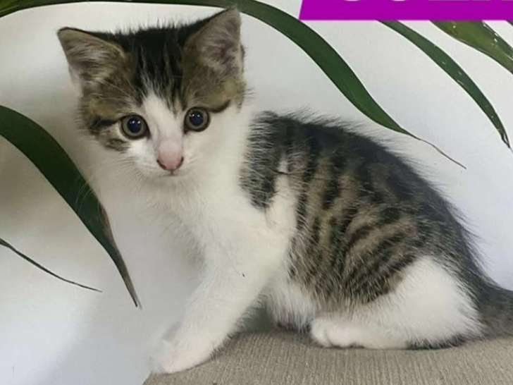 En attente d'adoption : chatonne tigrée blanche