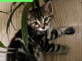 Prête pour l'adoption : chaton mâle de 2 mois