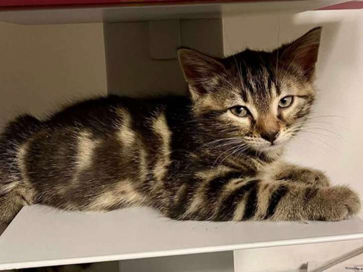 Prête pour l'adoption : chaton mâle de 2 mois