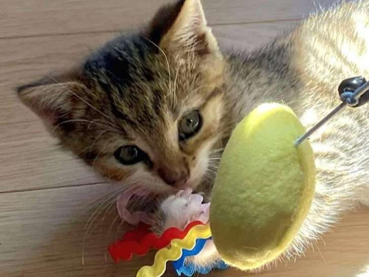 En attente d'une famille : chaton femelle tigré