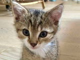 En attente d'une famille : chaton femelle tigré