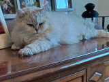 Mâle Highland Straight seal silvet tabby point et blanconible pour saillie