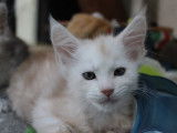 Chatons Maine Coon LOOF à vendre