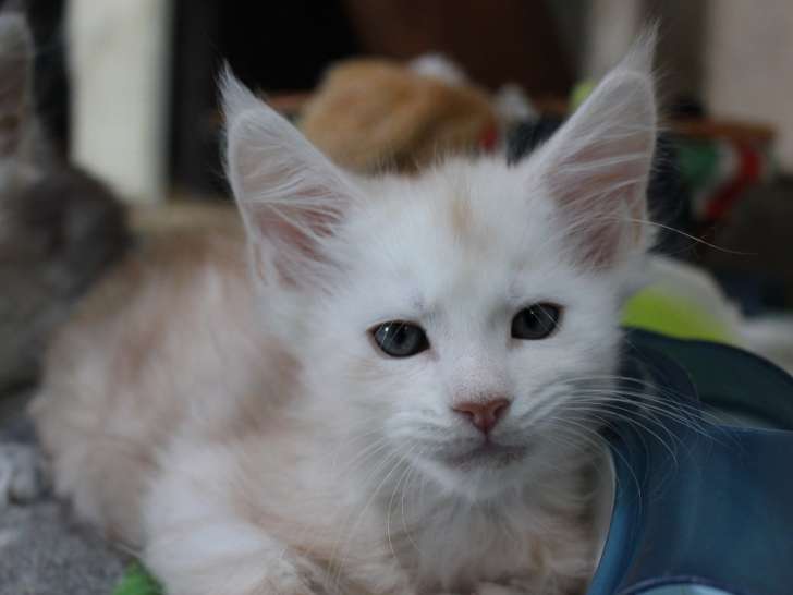 Chatons Maine Coon LOOF à vendre