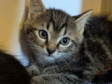 En attente d'adoption : chaton mâle tigré