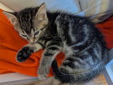 En attente d'adoption : chaton mâle tigré