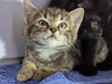 Disponible à l'adoption : chaton mâle d'un mois