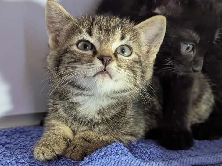 Disponible à l'adoption : chaton mâle d'un mois